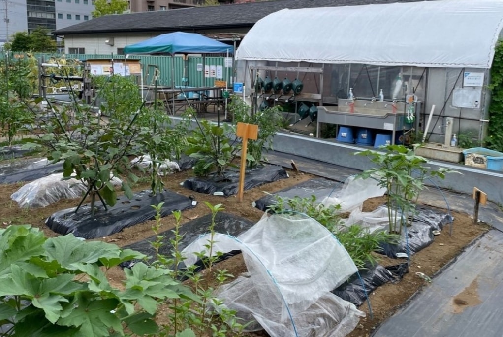 収穫を楽しめる菜園